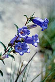 Nelle terre di Matilde - Sentiero da Valestra a Carpineti: Campanula Toscana (campanula medium)